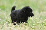 SCHIPPERKE 586